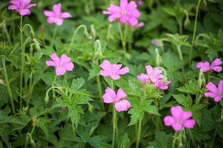 Geranium endressii 'Wargrave Pink' geen maat specificatie 0,55L/P9cm - image 2