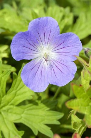 Geranium 'Johnson's Blue' geen maat specificatie 0,55L/P9cm - afbeelding 2