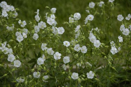 Geranium ph. 'Album' geen maat specificatie 0,55L/P9cm - afbeelding 2