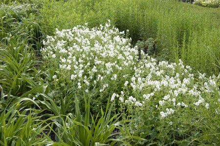 Geranium ph. 'Album' geen maat specificatie 0,55L/P9cm - afbeelding 3