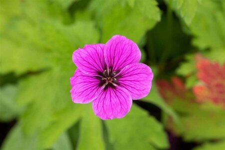 Geranium palustre geen maat specificatie 0,55L/P9cm - afbeelding 1