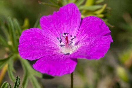 Geranium sanguineum geen maat specificatie 0,55L/P9cm - afbeelding 11