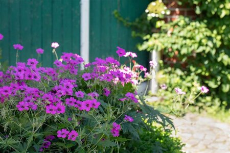 Geranium sanguineum geen maat specificatie 0,55L/P9cm - afbeelding 8