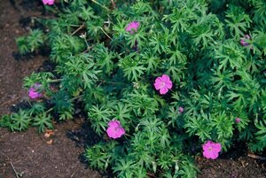 Geranium sanguineum geen maat specificatie 0,55L/P9cm - afbeelding 3