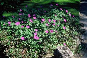 Geranium sanguineum geen maat specificatie 0,55L/P9cm - afbeelding 2