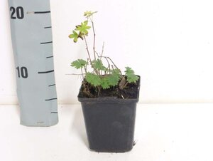 Geranium sanguineum geen maat specificatie 0,55L/P9cm - afbeelding 12