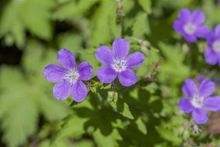 Geranium sylv. 'Mayflower' geen maat specificatie 0,55L/P9cm - afbeelding 1