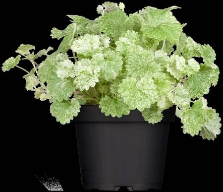 Glechoma hederacea geen maat specificatie 0,55L/P9cm - afbeelding 1