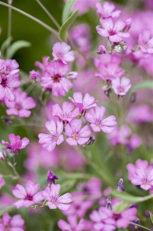 Gypsophila repens 'Rosea' geen maat specificatie 0,55L/P9cm - afbeelding 1