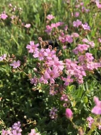 Gypsophila repens 'Rosea' geen maat specificatie 0,55L/P9cm - afbeelding 6