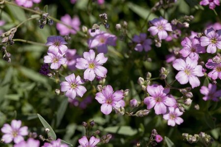 Gypsophila repens 'Rosea' geen maat specificatie 0,55L/P9cm - afbeelding 2