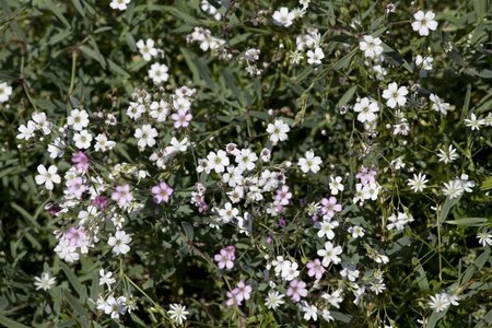 Gypsophila repens 'Rosea' geen maat specificatie 0,55L/P9cm - afbeelding 3