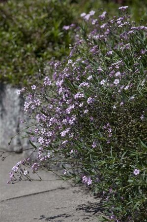 Gypsophila repens 'Rosea' geen maat specificatie 0,55L/P9cm - afbeelding 4