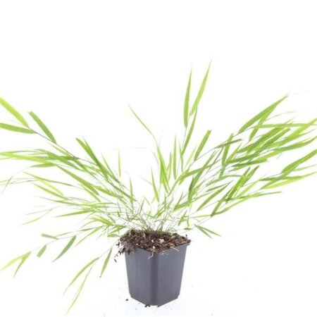 Hakonechloa macra geen maat specificatie 0,55L/P9cm - afbeelding 5