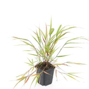 Hakonechloa macra geen maat specificatie 0,55L/P9cm - afbeelding 4