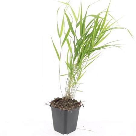 Hakonechloa macra geen maat specificatie 0,55L/P9cm - afbeelding 17