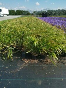 Hakonechloa macra geen maat specificatie 0,55L/P9cm - afbeelding 11