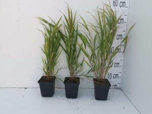 Hakonechloa macra geen maat specificatie 0,55L/P9cm - afbeelding 10