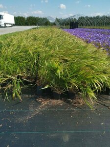 Hakonechloa macra geen maat specificatie 0,55L/P9cm - afbeelding 9