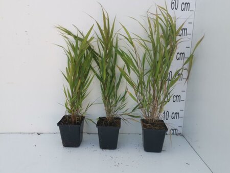 Hakonechloa macra geen maat specificatie 0,55L/P9cm - afbeelding 8