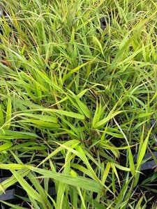 Hakonechloa macra geen maat specificatie 0,55L/P9cm - afbeelding 12