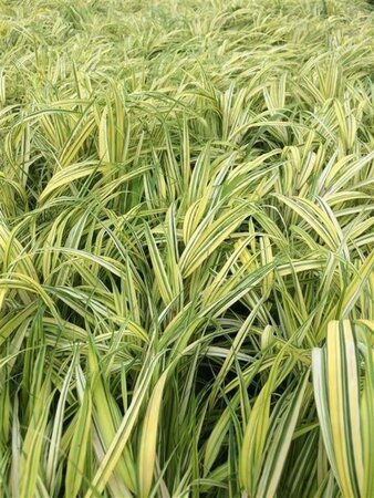 Hakonechloa macra 'Aureola' geen maat specificatie 0,55L/P9cm - afbeelding 4