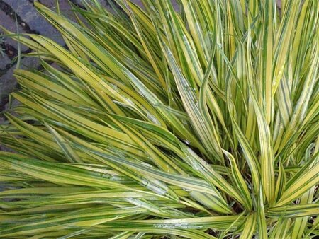 Hakonechloa macra 'Aureola' geen maat specificatie 0,55L/P9cm - afbeelding 6