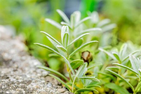 Helianthemum 'The Bride' geen maat specificatie 0,55L/P9cm - afbeelding 1