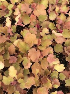 Heuchera 'Caramel' geen maat specificatie 0,55L/P9cm - afbeelding 3