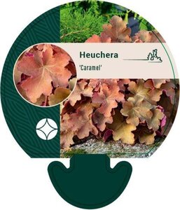 Heuchera 'Caramel' geen maat specificatie 0,55L/P9cm - afbeelding 2