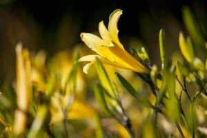 Hemerocallis lilioasphodelus geen maat specificatie 0,55L/P9cm - afbeelding 1