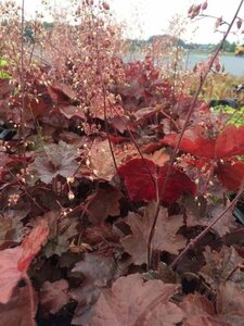 Heuchera m. 'Palace Purple' geen maat specificatie 0,55L/P9cm - afbeelding 6