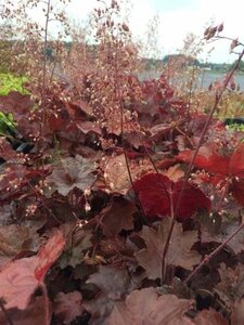 Heuchera m. 'Palace Purple' geen maat specificatie 0,55L/P9cm - afbeelding 5