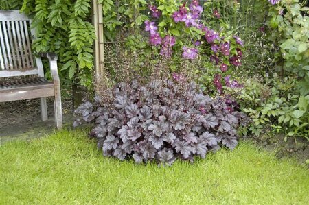 Heuchera m. 'Palace Purple' geen maat specificatie 0,55L/P9cm - afbeelding 7