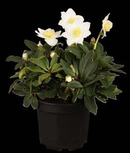 Helleborus niger geen maat specificatie container - image 1