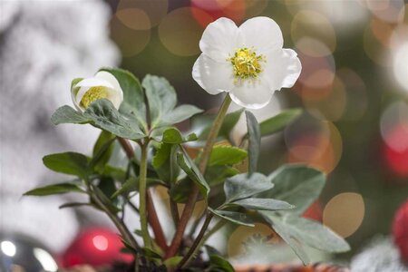 Helleborus niger geen maat specificatie container - image 2