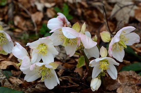 Helleborus niger geen maat specificatie container - image 3