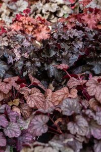 Heuchera 'Obsidian' geen maat specificatie 0,55L/P9cm - afbeelding 2