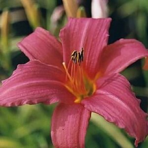 Hemerocallis 'Pink Damask' geen maat specificatie 0,55L/P9cm - afbeelding 5