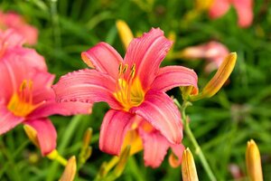 Hemerocallis 'Pink Damask' geen maat specificatie 0,55L/P9cm - afbeelding 2