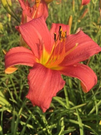 Hemerocallis 'Pink Damask' geen maat specificatie 0,55L/P9cm - afbeelding 4