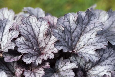 Heuchera 'Plum Pudding' geen maat specificatie 0,55L/P9cm - afbeelding 1