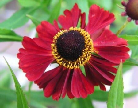 Helenium 'Rubinzwerg' geen maat specificatie 0,55L/P9cm - afbeelding 4