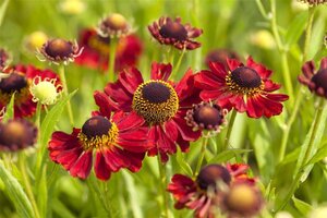 Helenium 'Rubinzwerg' geen maat specificatie 0,55L/P9cm - image 1