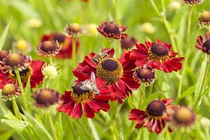 Helenium 'Rubinzwerg' geen maat specificatie 0,55L/P9cm - image 2