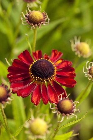 Helenium 'Rubinzwerg' geen maat specificatie 0,55L/P9cm - image 3