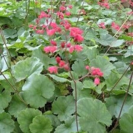 Heuchera sang. 'Leuchtkäfer' geen maat specificatie 0,55L/P9cm - afbeelding 4