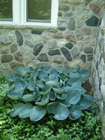 Hosta 'Big Daddy' geen maat specificatie 0,55L/P9cm - afbeelding 2