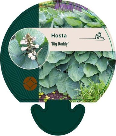 Hosta 'Big Daddy' geen maat specificatie 0,55L/P9cm - afbeelding 1