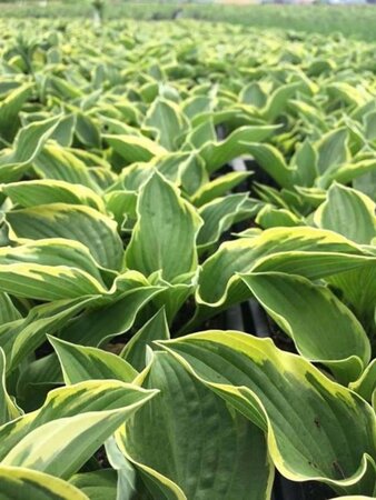 Hosta 'Fortunei Aureomarginata' geen maat specificatie 0,55L/P9cm - afbeelding 1